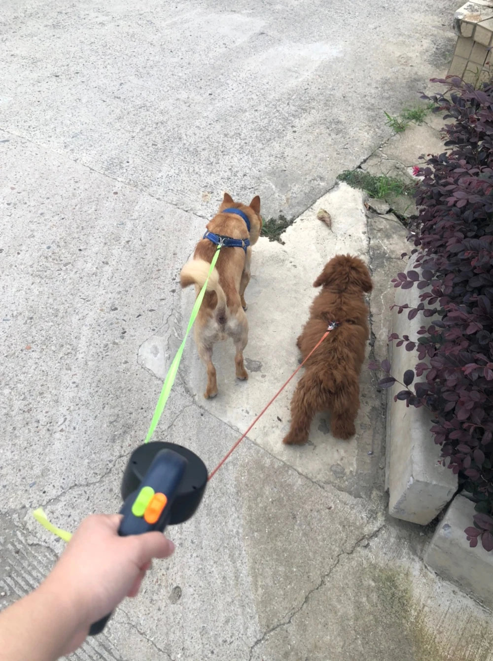 Retractable Dual Dog Leash with Light, 3m, for Small Dogs